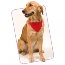 collar perro bandana personalizado - ROCO