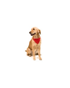 Collar Bandana perros... 2